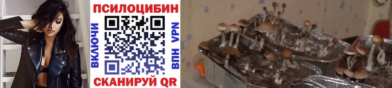 Галлюциногенные грибы Psilocybine cubensis  Ноябрьск 